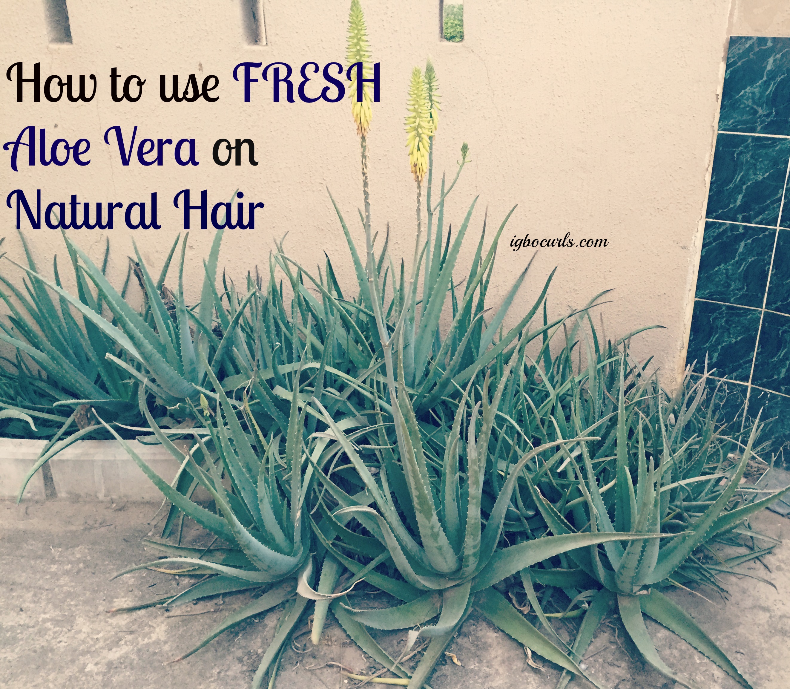 How To Use Fresh Aloe Vera for natural hair