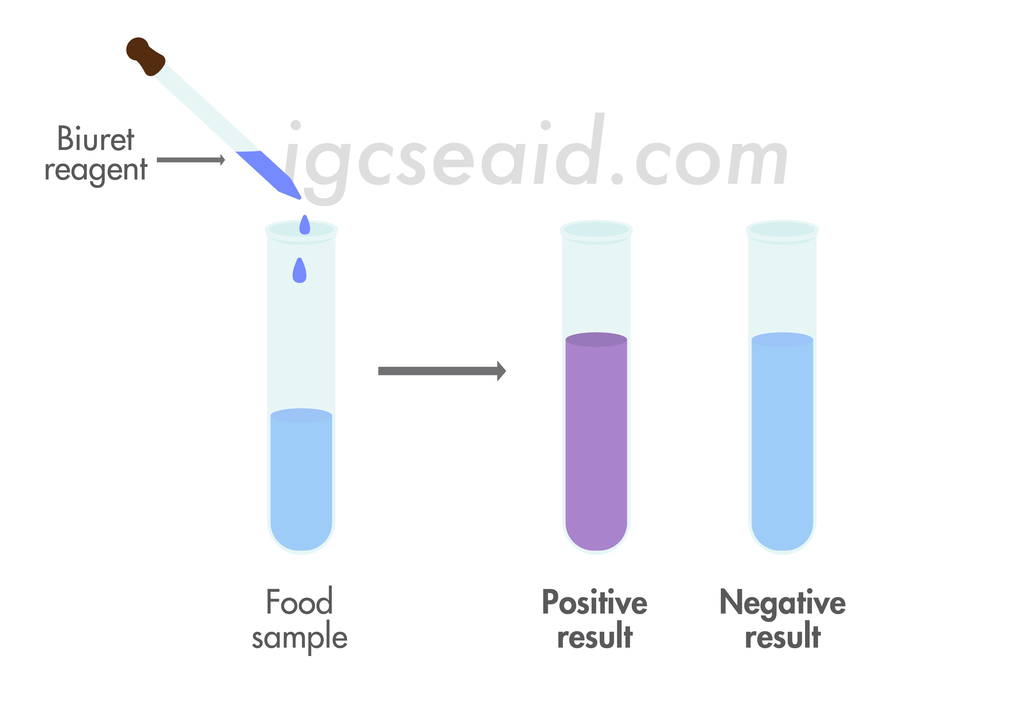 B3.1 Biological Molecules IGCSE AID