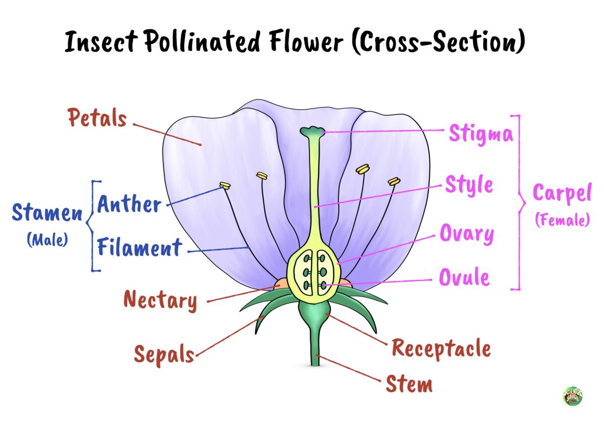Flower Structures and Functions IGCSE Biology by Science Sauce