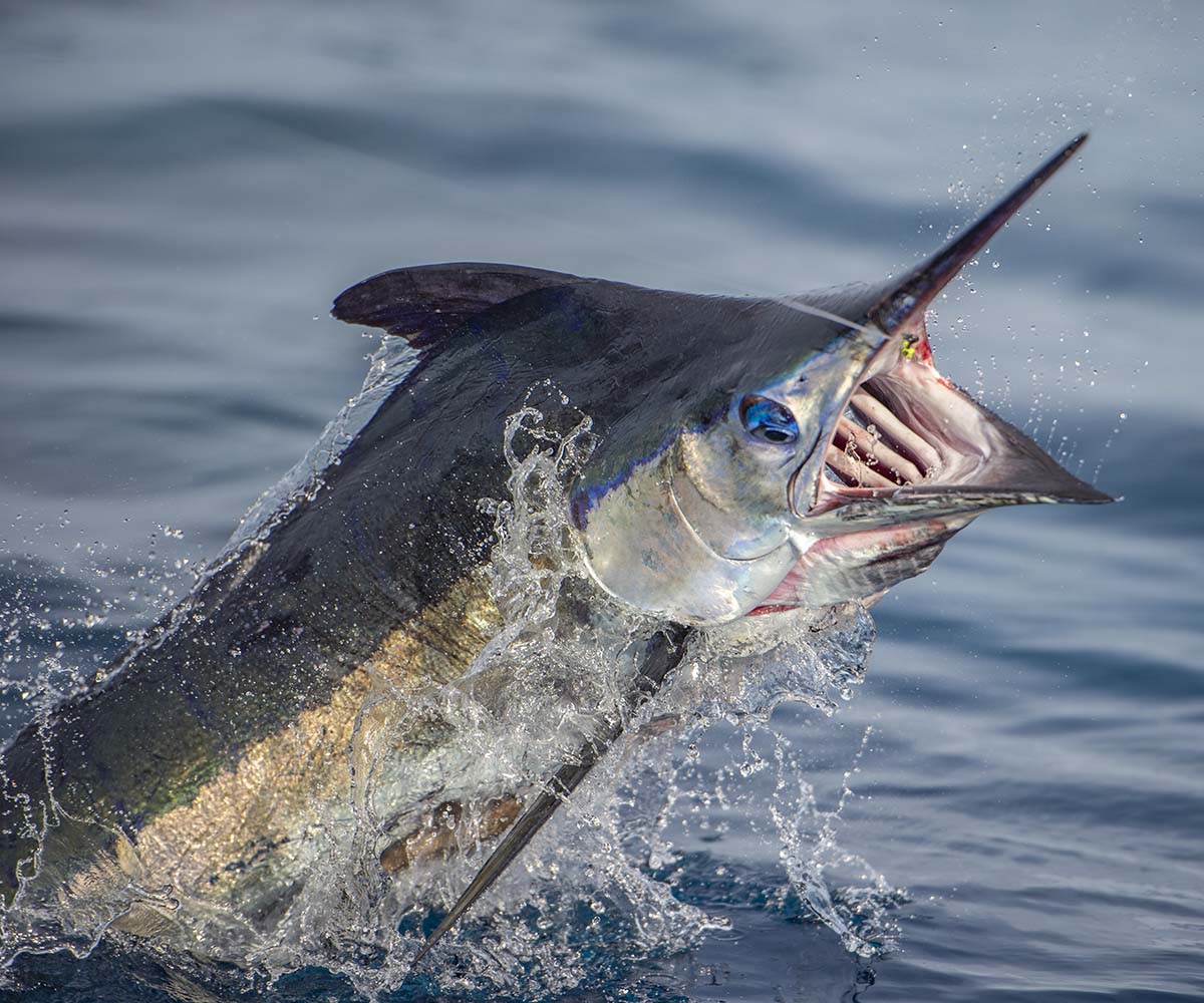 Blue Marlin Dreams International Game Fish Association