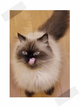 [妆容] 新的一年。开运+桃花~金光闪闪开运桃花妆