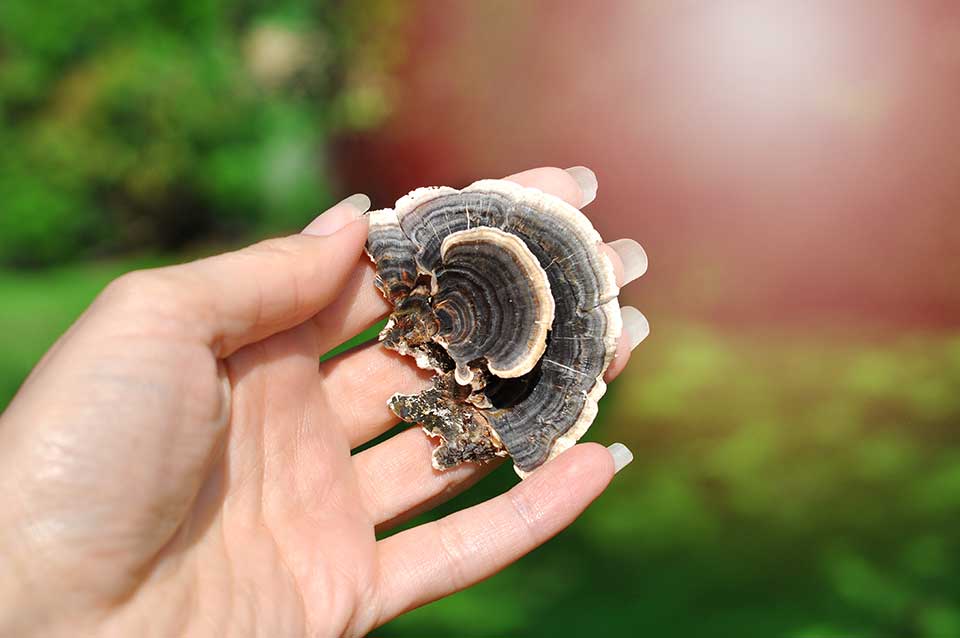 Milwaukee Turkey Tail Mushrooms Mushroom Gummies & Supplements