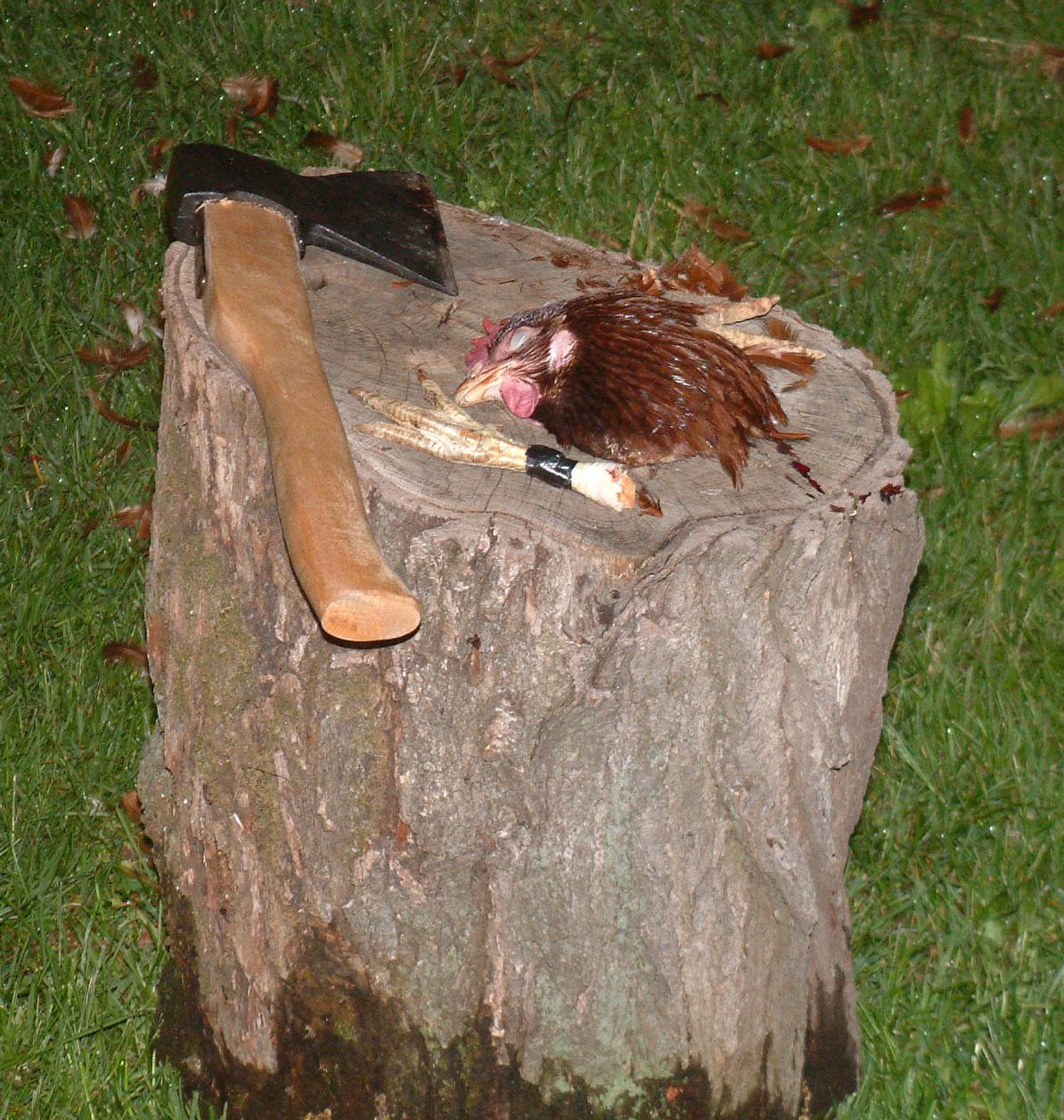 How I killed a chicken