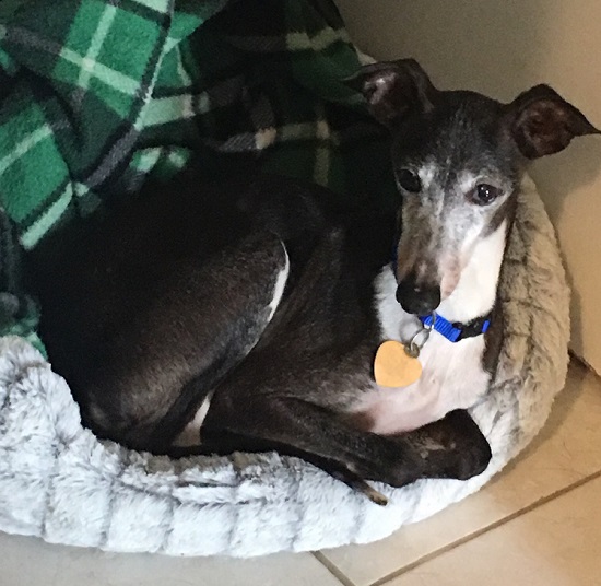 Available Dogs Italian Greyhound Rescue for Texas and