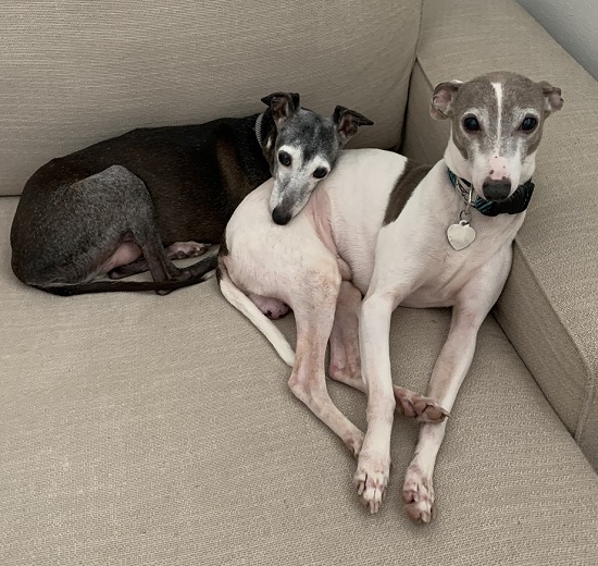 Available Dogs Italian Greyhound Rescue Foundation of