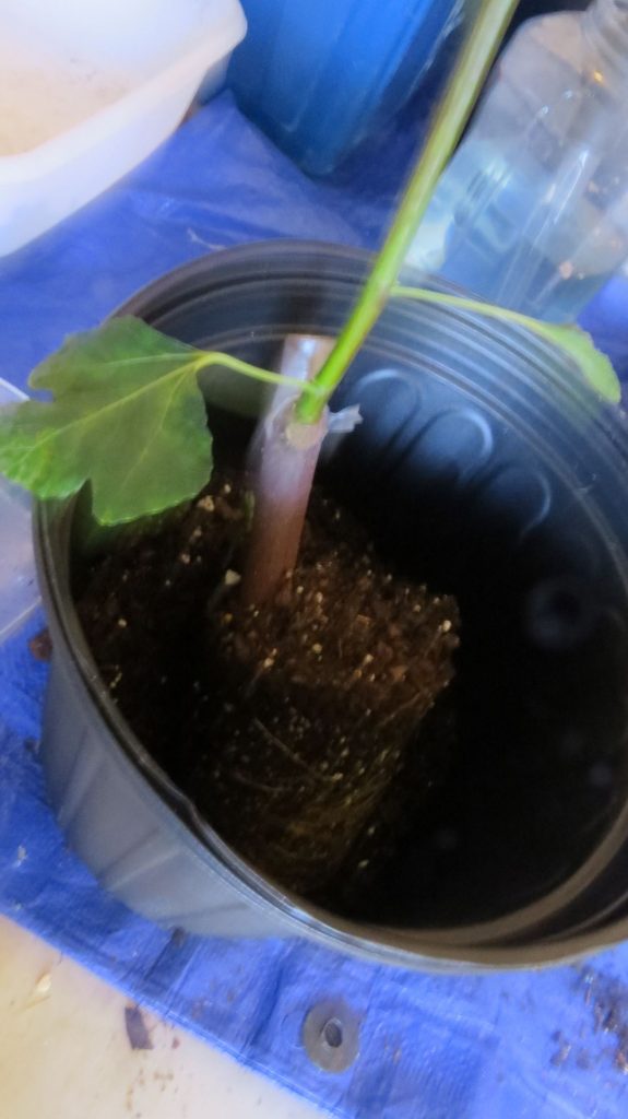 Up potting I grow figs