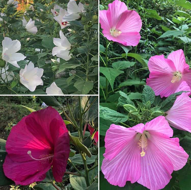 How to Grow Hardy Hibiscus from Seed iGrowHort
