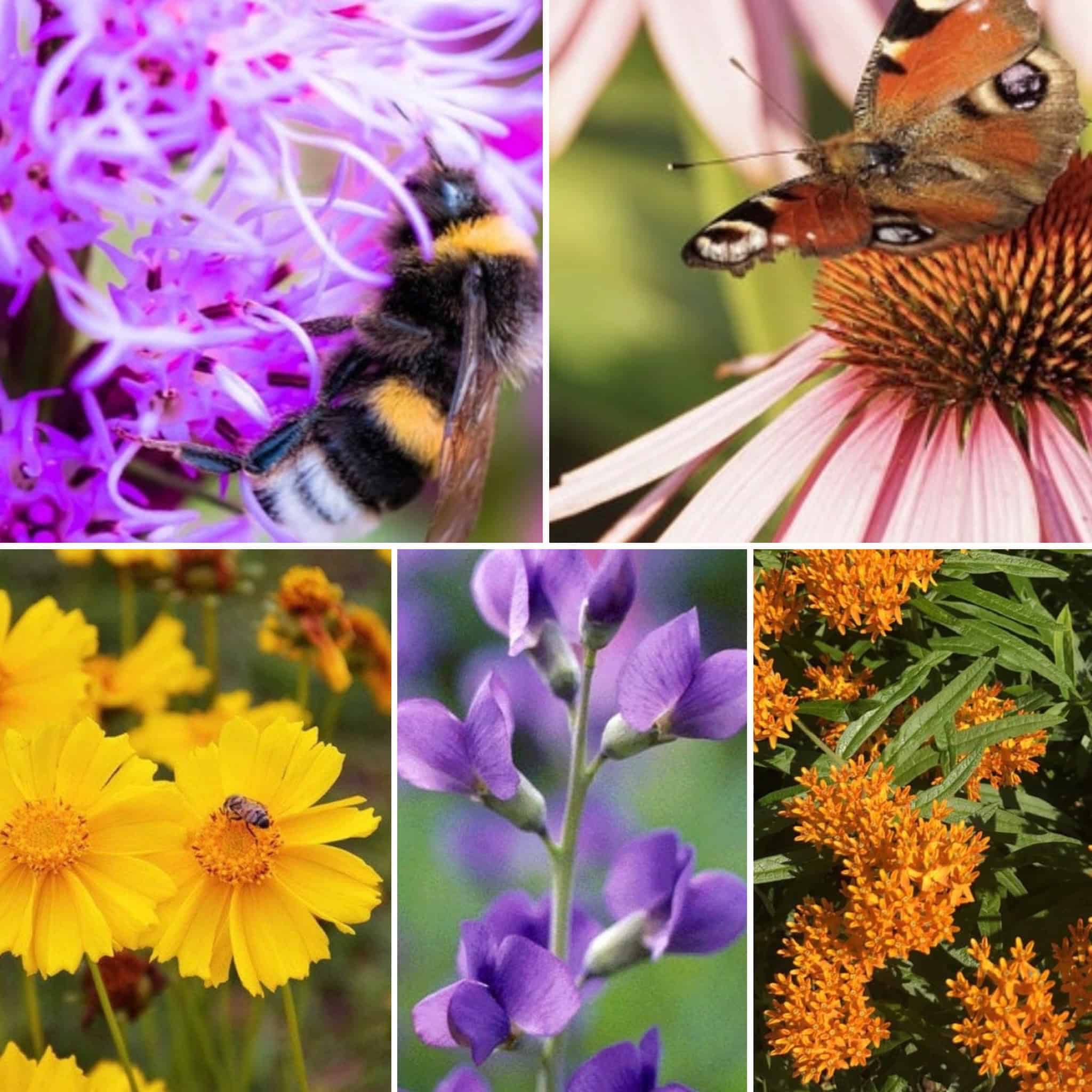 Our Native Plants iGrowHort