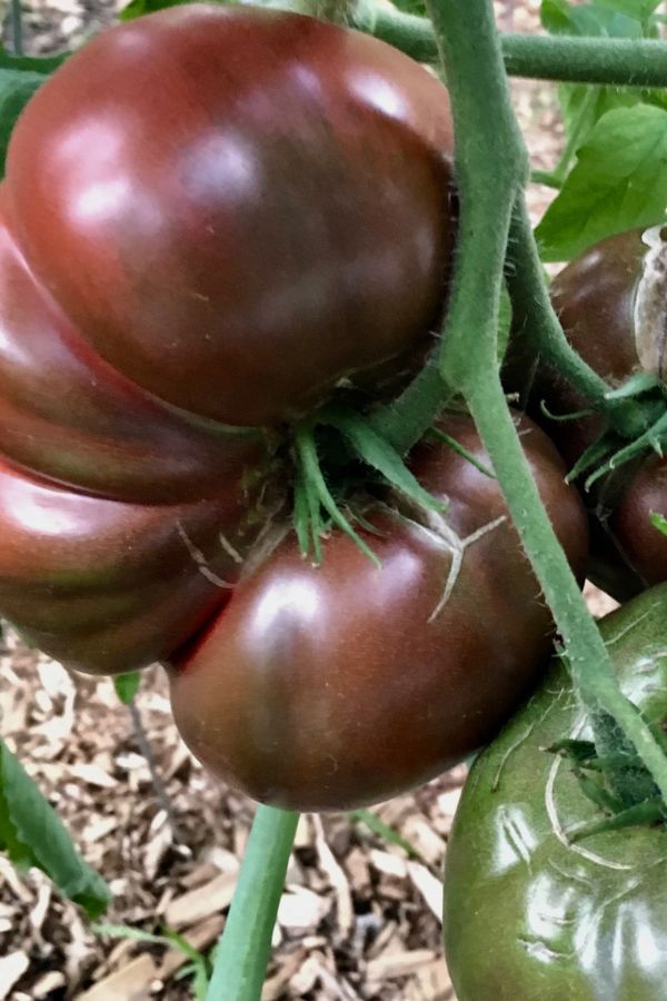 Growing Cherokee Purple Tomatoes