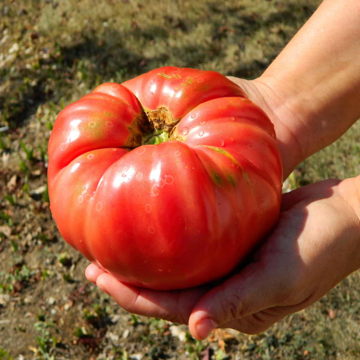 Growing Brandywine Tomatoes The Heirloom With Big Flavor!