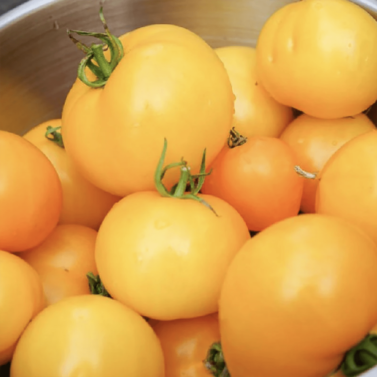 Growing Golden Jubilee Tomatoes The Perfect LowAcid Tomato!