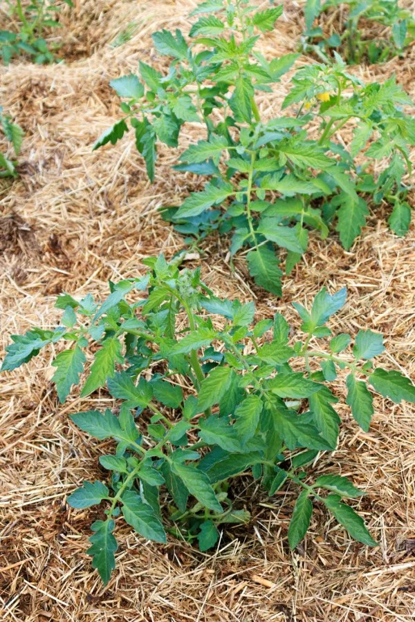 The Best Mulch For Tomato Plants 4 Amazing Mulches That Work