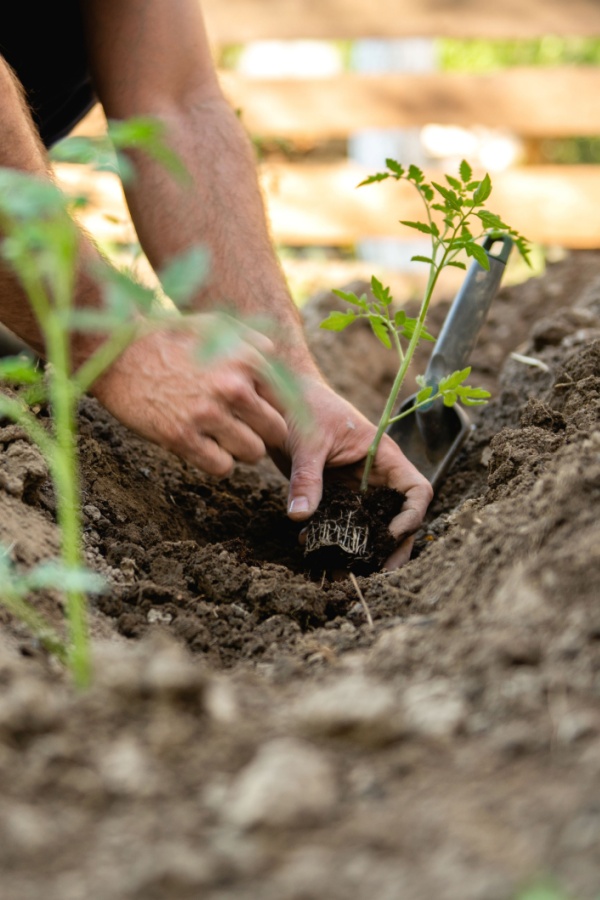 How Eggshells Help Tomato Plants And How To Use Them!