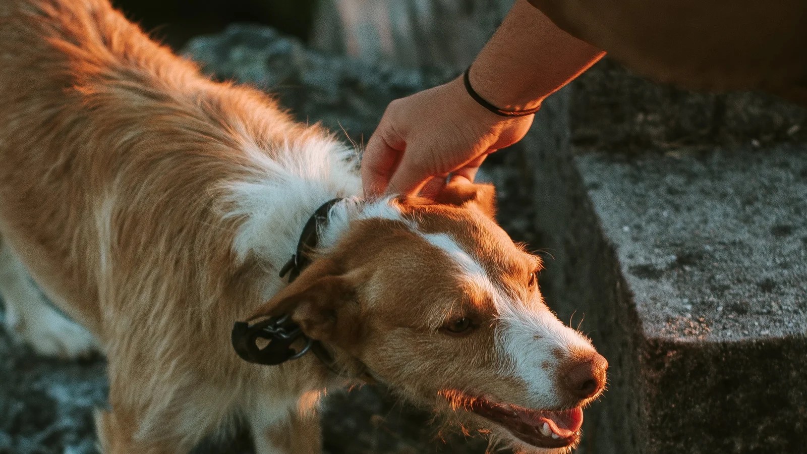 NGO For Stray Dogs and Animals in Lucknow IGSS