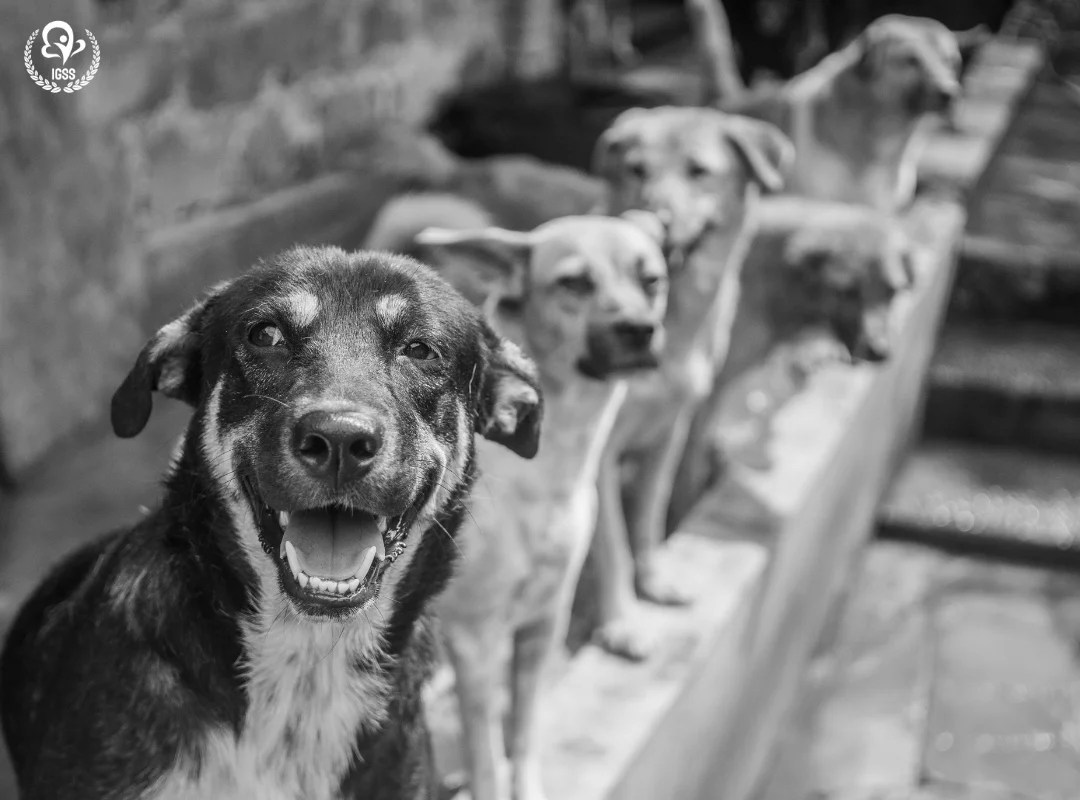 NGO For Stray Dogs and Animals in Lucknow IGSS