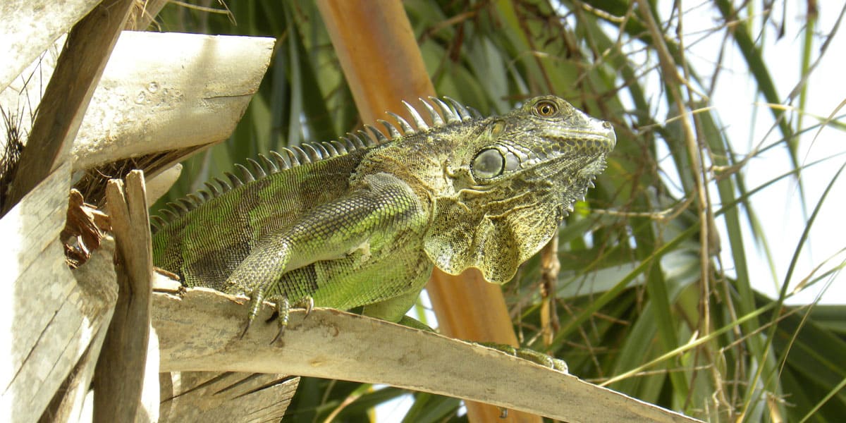 Common Types of Iguanas in Florida Iguana Control