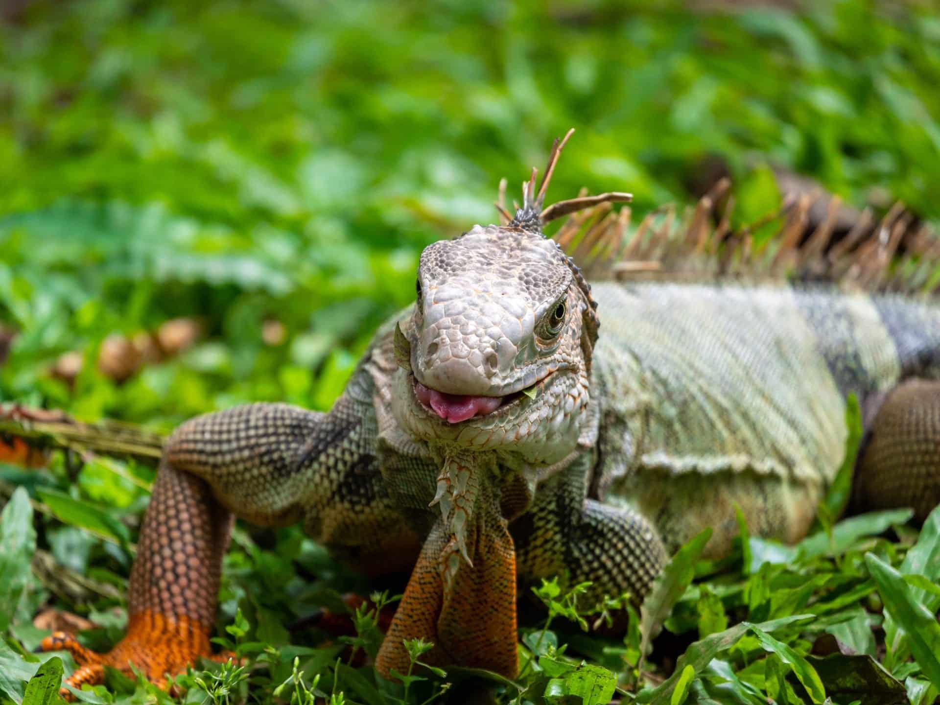 Are Iguanas Afraid Of Dogs