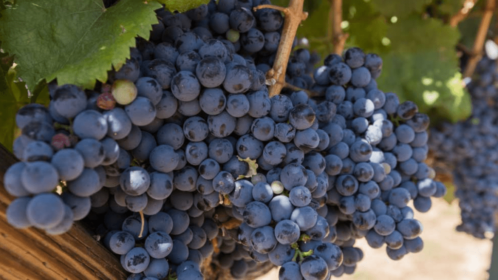 Utah Wine Makers Dinner I/G Winery