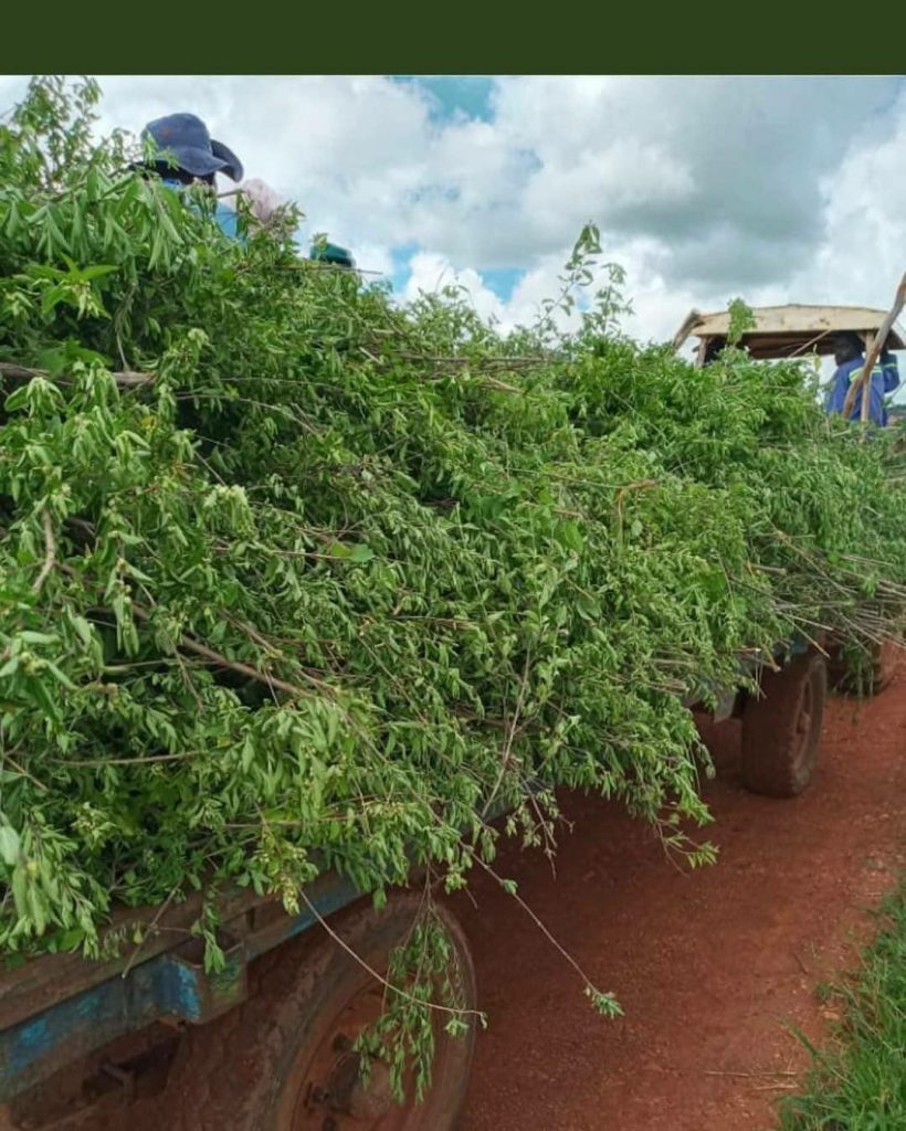 Health Benefits of Zumbani And All You Need To Know About The Plant