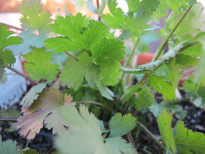 Cilantro for Nickel Chelation Living with a Nickel Allergy I Hate