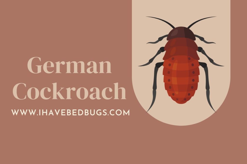 German Cockroach [Everything You Need to Know]