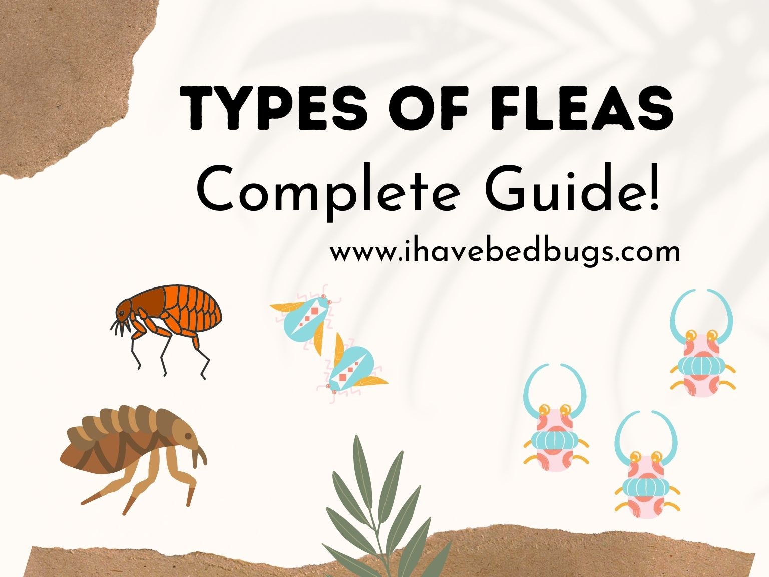 Types of Fleas Complete Guide!
