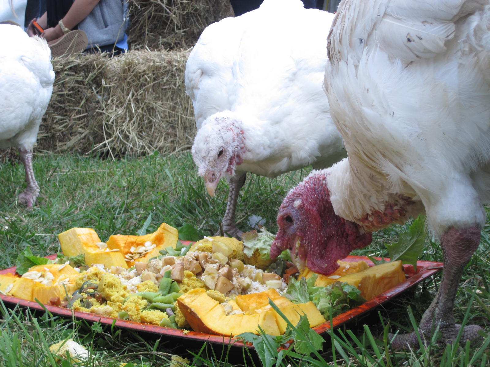 Happy Thanksgiving and ThanksLiving to All! I Have Cat