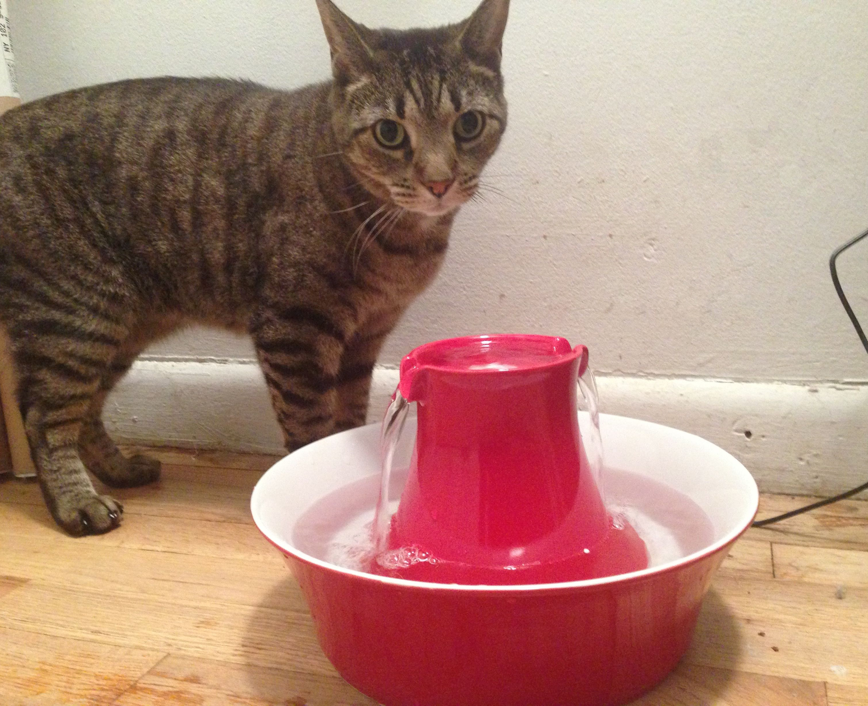 PetSafe Drinkwell Ceramic Water Fountain I Have Cat