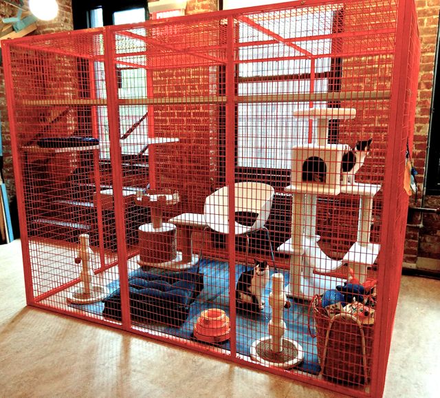 NYC Cat Shelter Makeover by HGTV's Emily Henderson I Have Cat