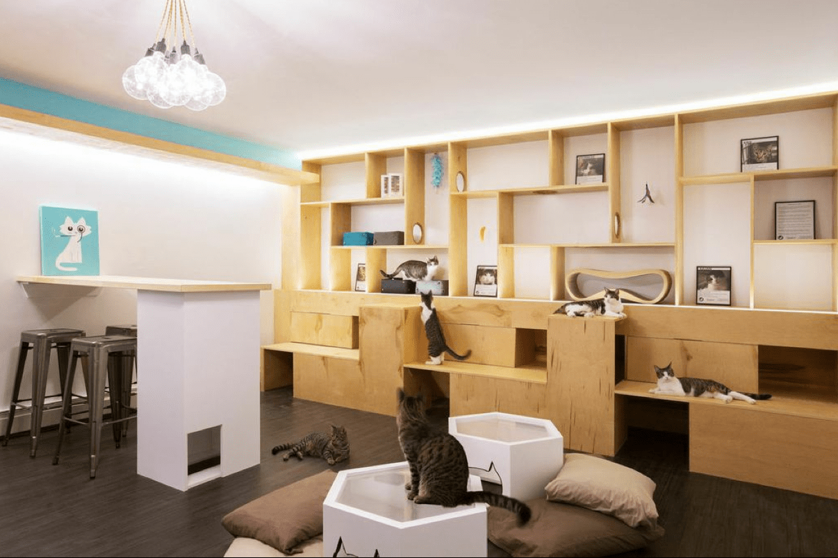 We've Got 'em! Pictures of New York's Meow Parlour! I Have Cat
