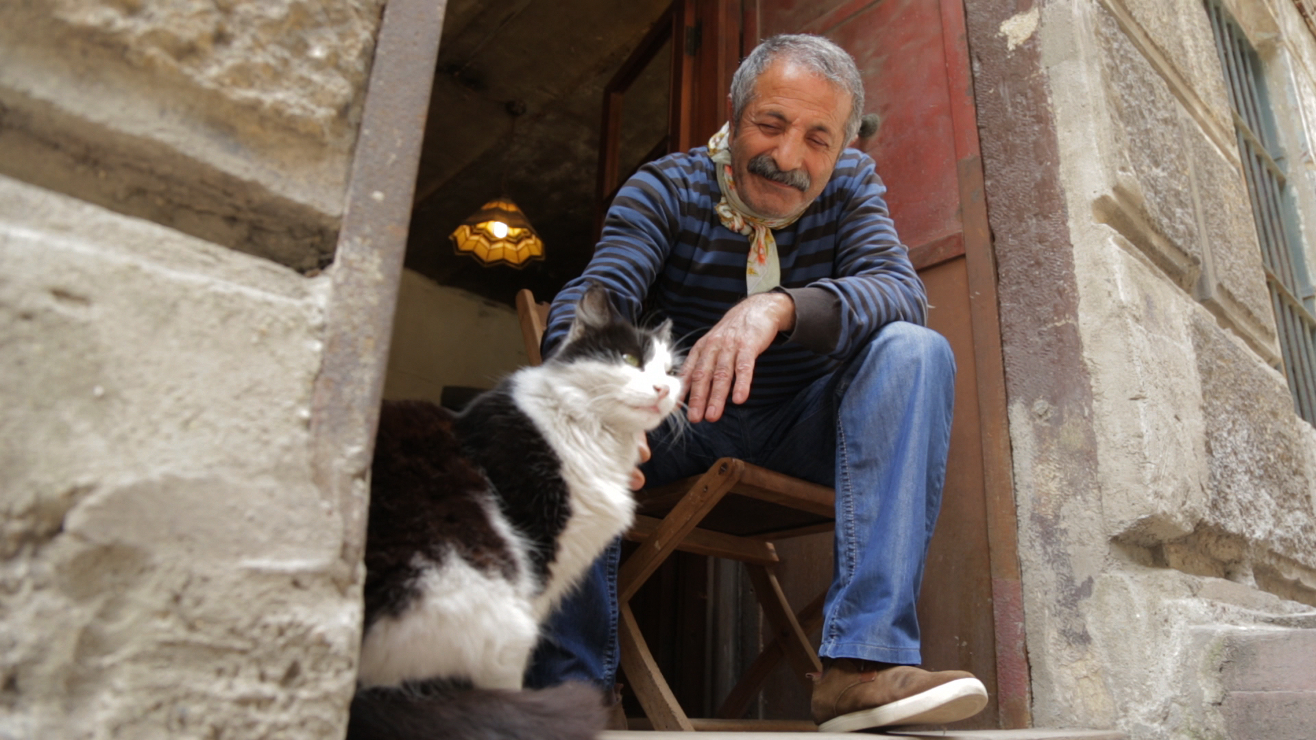 Kedi More Than a Film About Cats in Istanbul I Have CatI Have Cat