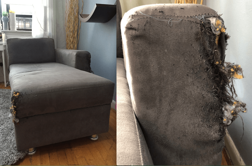 DECORATING WITH CATS CAT FRIENDLY SOFA