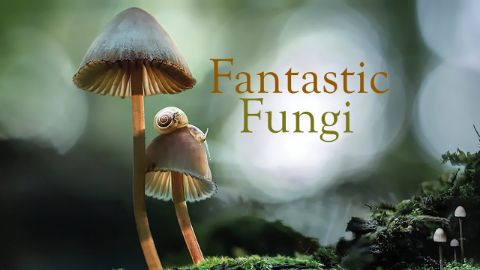 Fantastic Fungi watch free online documentaries
