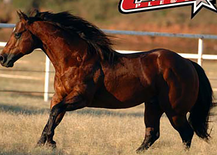 Quarter Horse International Horse Breeders