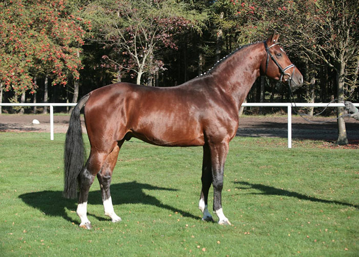 Comte Warm Blood International Horse Breeders