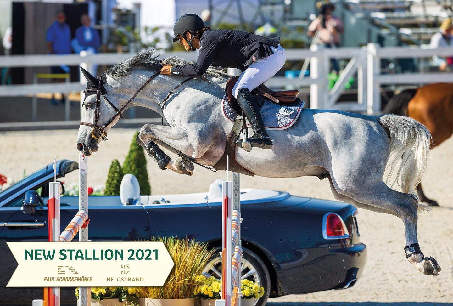 Cosmos Z Deckstation Paul Schockemohle International Horse Breeders