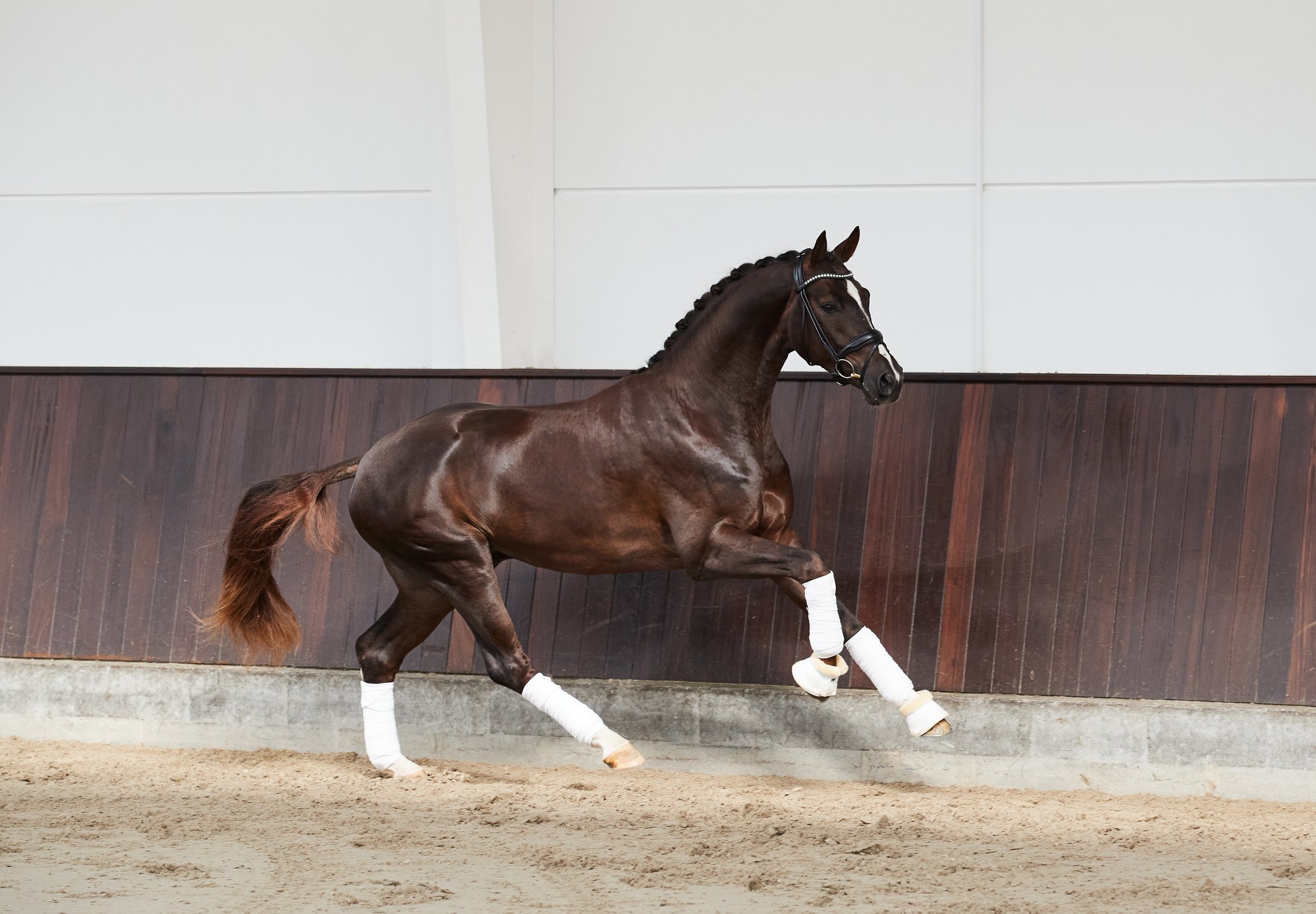 Helgstrand Dressage warmblood stallion International Horse Breeders