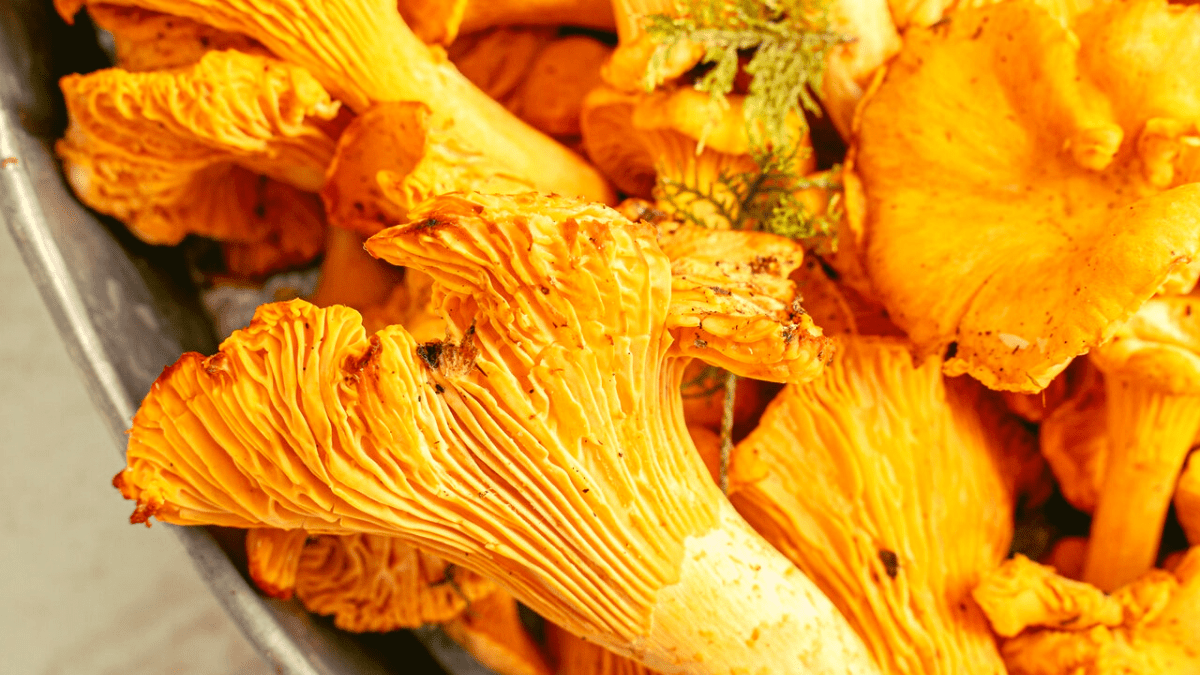 North Mushroom Picking I Heart BR