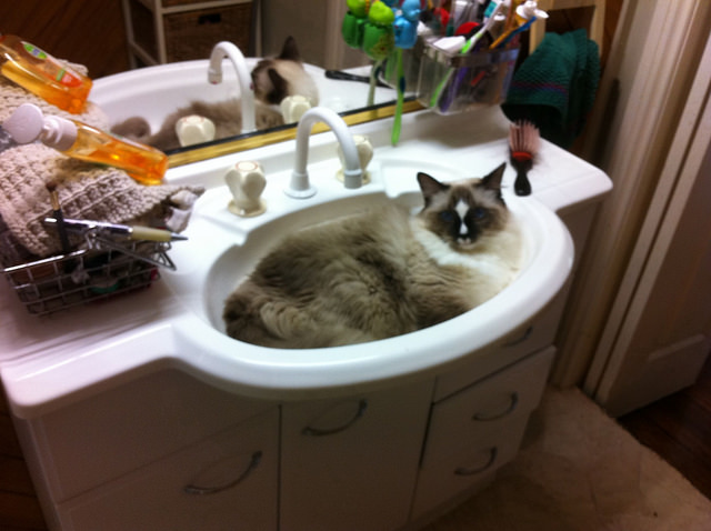 5 Things You Didn't Know About Ragdolls