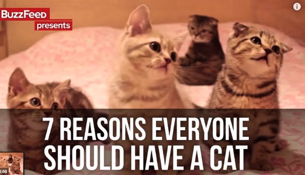 7 Reasons Everyone Should Have A Cat