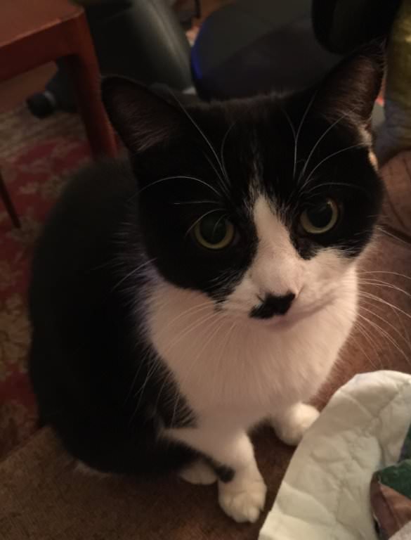 The Top 10 Cancers In Cats