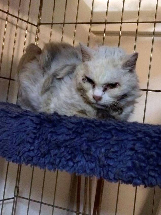 Feral Cat Named Snow White Gets Her ‘Happily Ever After’