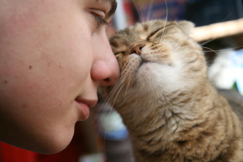 Ask A Vet Why Does My Cat Butt Me With Her Head?