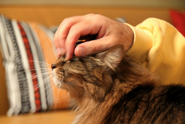 5 Reasons To Share Your Bed With Your Cat
