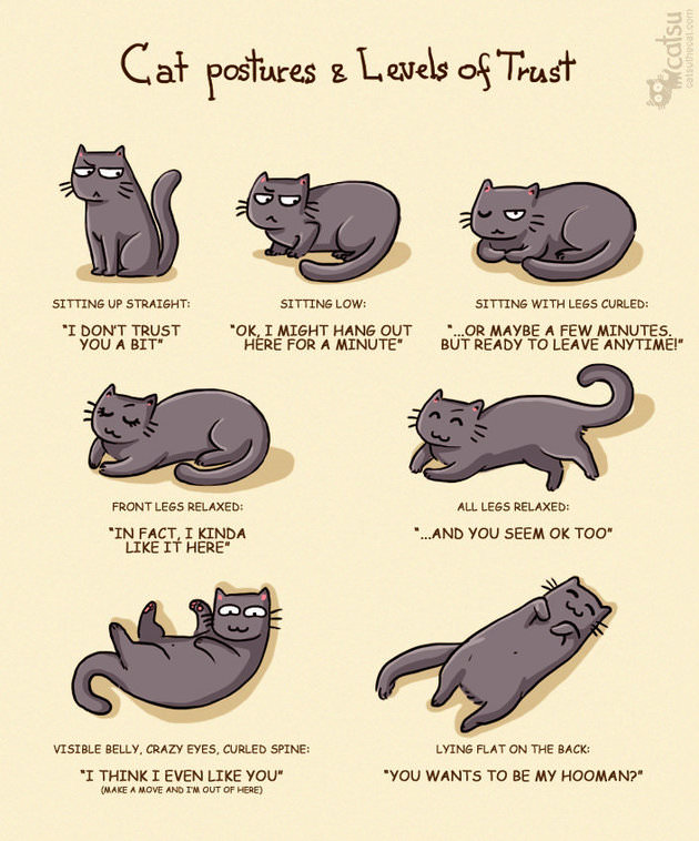 11 Awesome Comics That Perfectly Describe Life With Cats