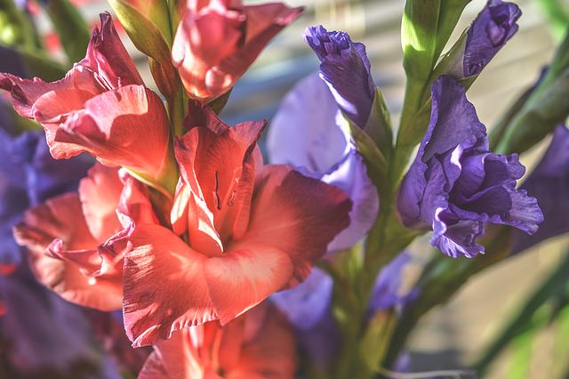 15 Common Plants That Are Toxic To Cats