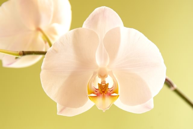15 Common Plants That Are Safe For Cats To Be Around