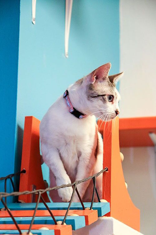 How Your Purchases Helped Renovate This PetFriendly Homeless Shelter