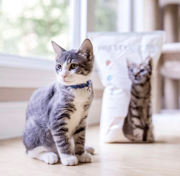 Clay vs. Crystal Litter What’s the Difference?