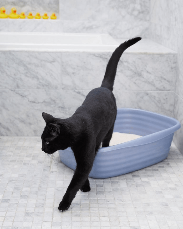 Clay vs. Crystal Litter What’s the Difference?